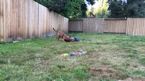 backyard wrastlin 2987321