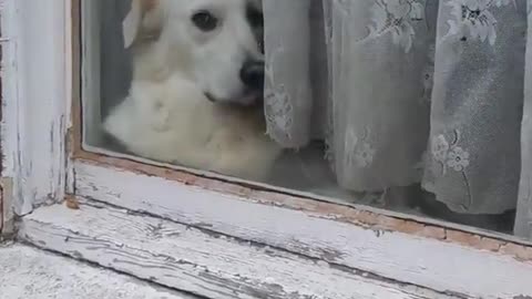 😂🐶 Keep Walking, Pal! | FunFM