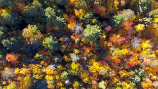 Lofi Classical Reading Room