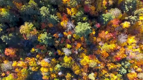 Lofi Classical Reading Room