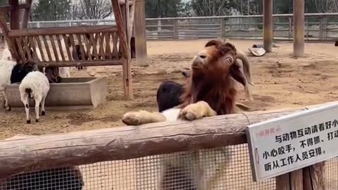 Funny goats😂#foryou #funny #fyp #funnytiktok #funnyvideos #funnyanimals #goats