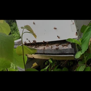 Monday Noon long cut