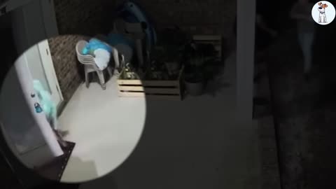 Heart-Stopping Moment: Animal Becomes a Lifesaver ❤️🐾