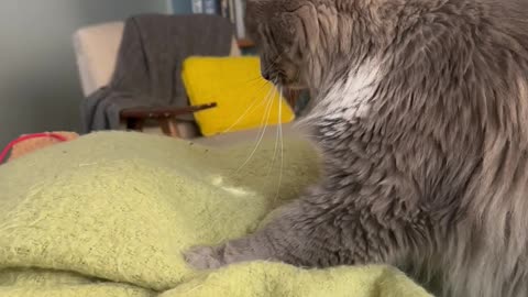 Extreme cat slap! Zev is small but mighty.