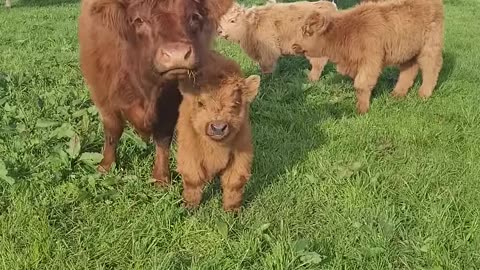 My Highland Cow Babies