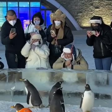 Playful juvenile penguins 😍