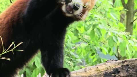 Panda [Rolka]
