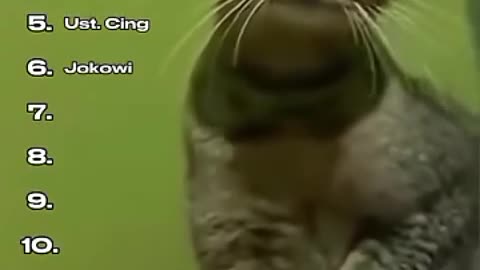 Funny Animals