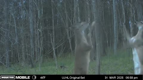 😂🦌 The Epic Deer Cat Fight is Too Funny! | FunFM
