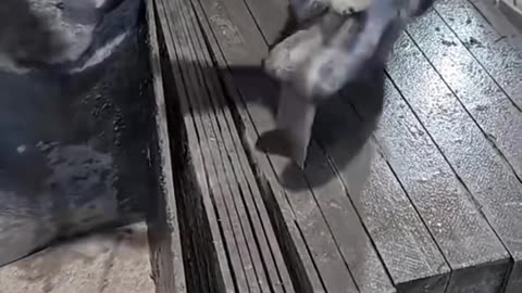 Splitting Slate Tiles with a Chisel and Hammer