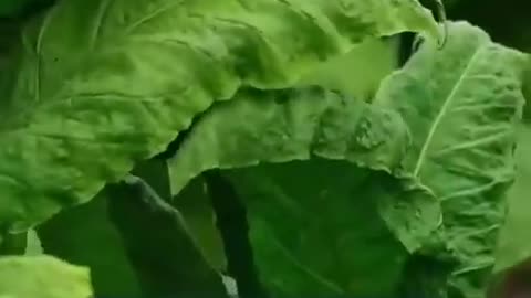 Nicotine (Dr. Bryan Ardis)