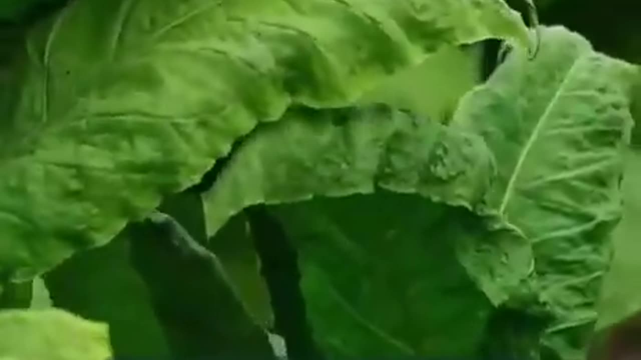 Nicotine (Dr. Bryan Ardis)