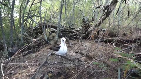 Removal of Laysan Albatross eggs from PMRF