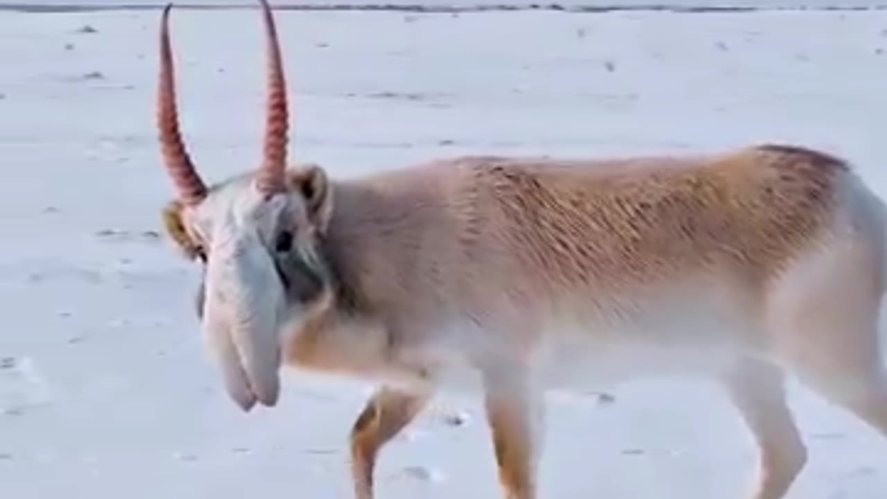 Top 3 Weirdest Animals.