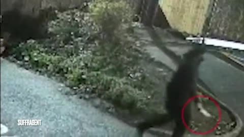 Footage of passengers running for their lives after a stabbing spree by two diverse knifemen