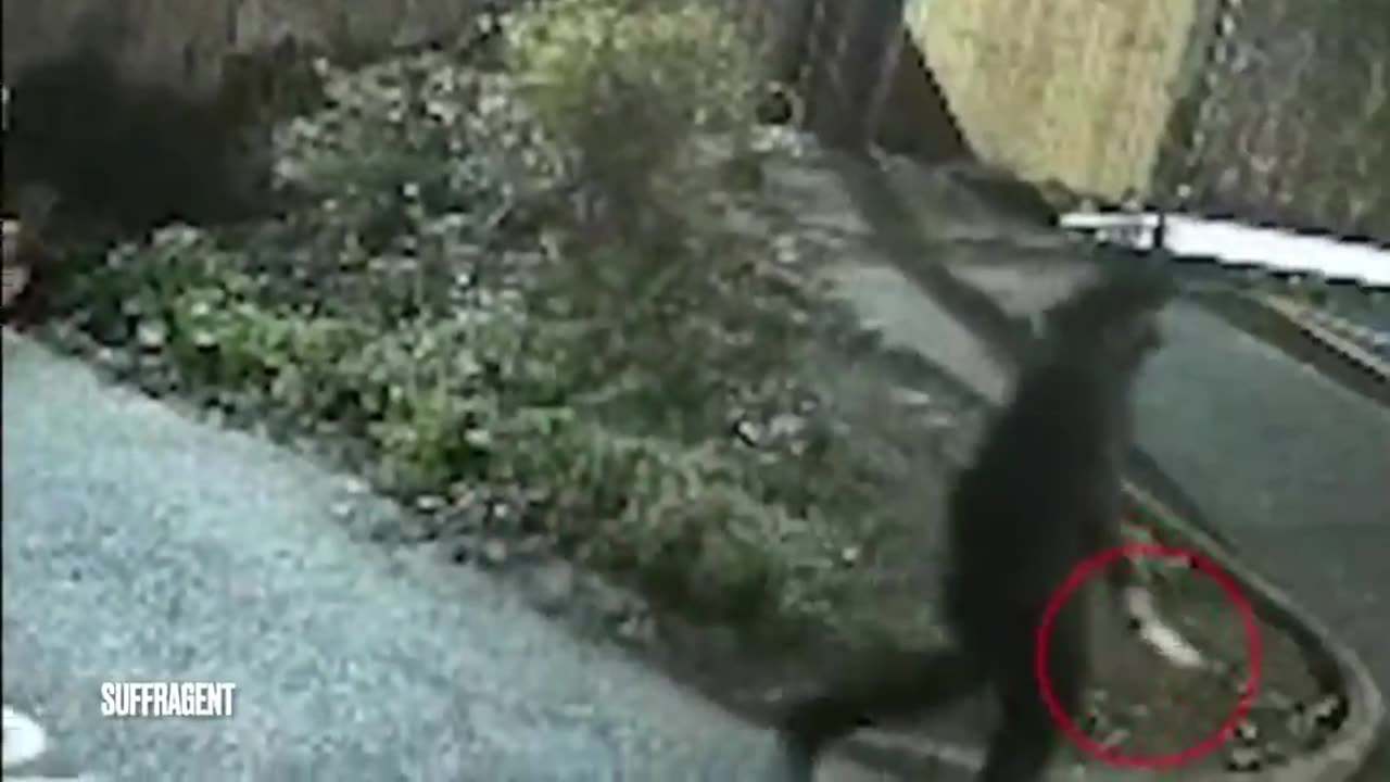 Footage of passengers running for their lives after a stabbing spree by two diverse knifemen