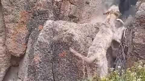 Cazando puma con staghound 1