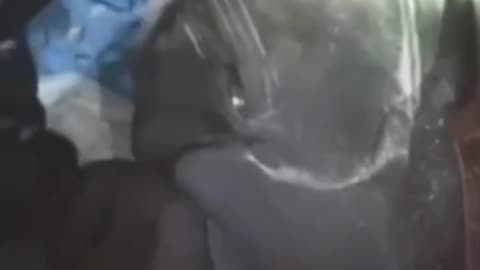 Colombian Volunteers Looting the Masses Fallen Enemy Combatants