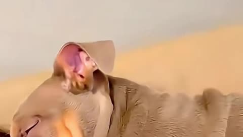 A Best Friend Teach You Love 😍🤗 #shortsreel #petlovers #love