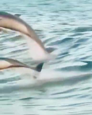 Surfing with dolphins
