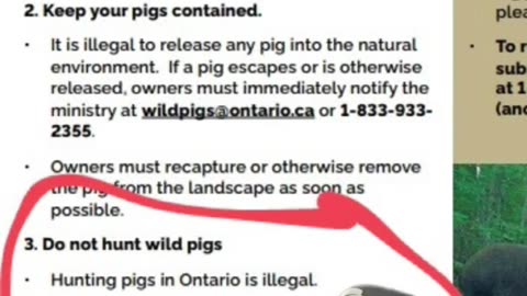 Feral pigs invading Canada