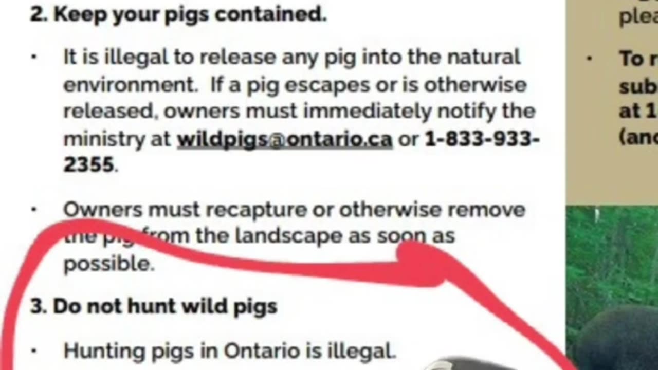Feral pigs invading Canada