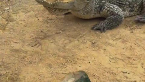 Crocodile is afraid of shovel