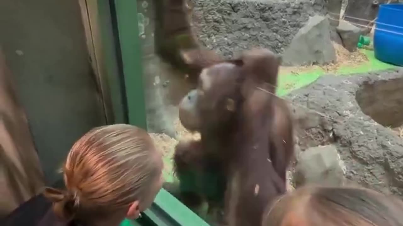 This Chimp is wild