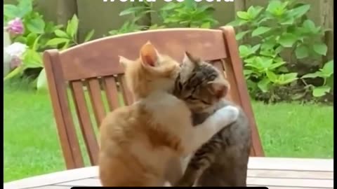 Sad cats in support