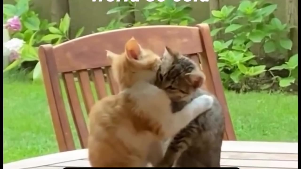 Sad cats in support