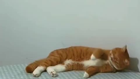 Funny cat video 2025