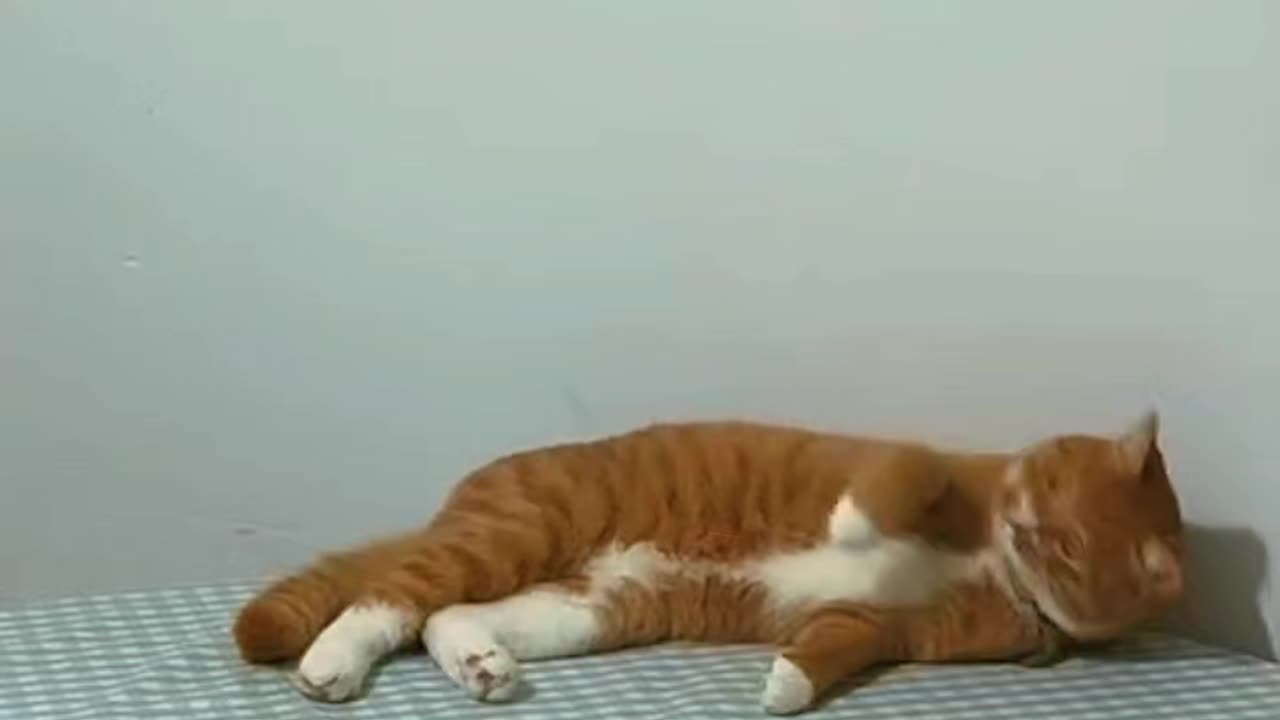 Funny cat video 2025