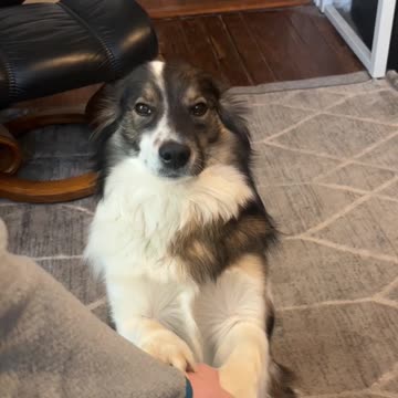 Sweet Shy Dog Likes To Hold Hands