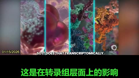 2026.01.15 Epidemiologist Nicolas Hulscher explains the chain reaction of harm caused by mRNA