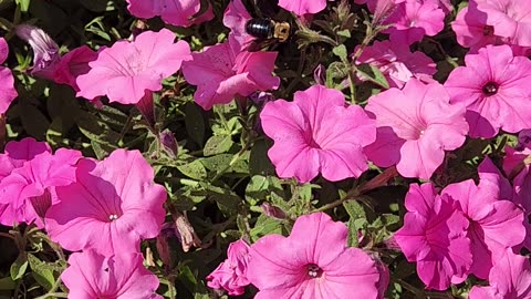 "Barch the Carpenter Bee."