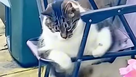 Funny Animals 😂❤️