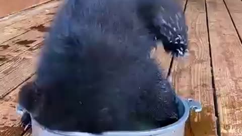 Incredible: Abandoned baby bear #animals #wildliferescue #lovestory #cute#bear #