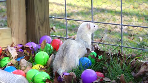 4 Ferret Play Date! Raccoon Picks Super Bowl Winner