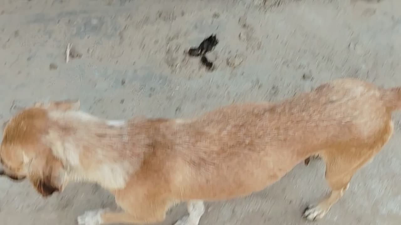 Street Dog