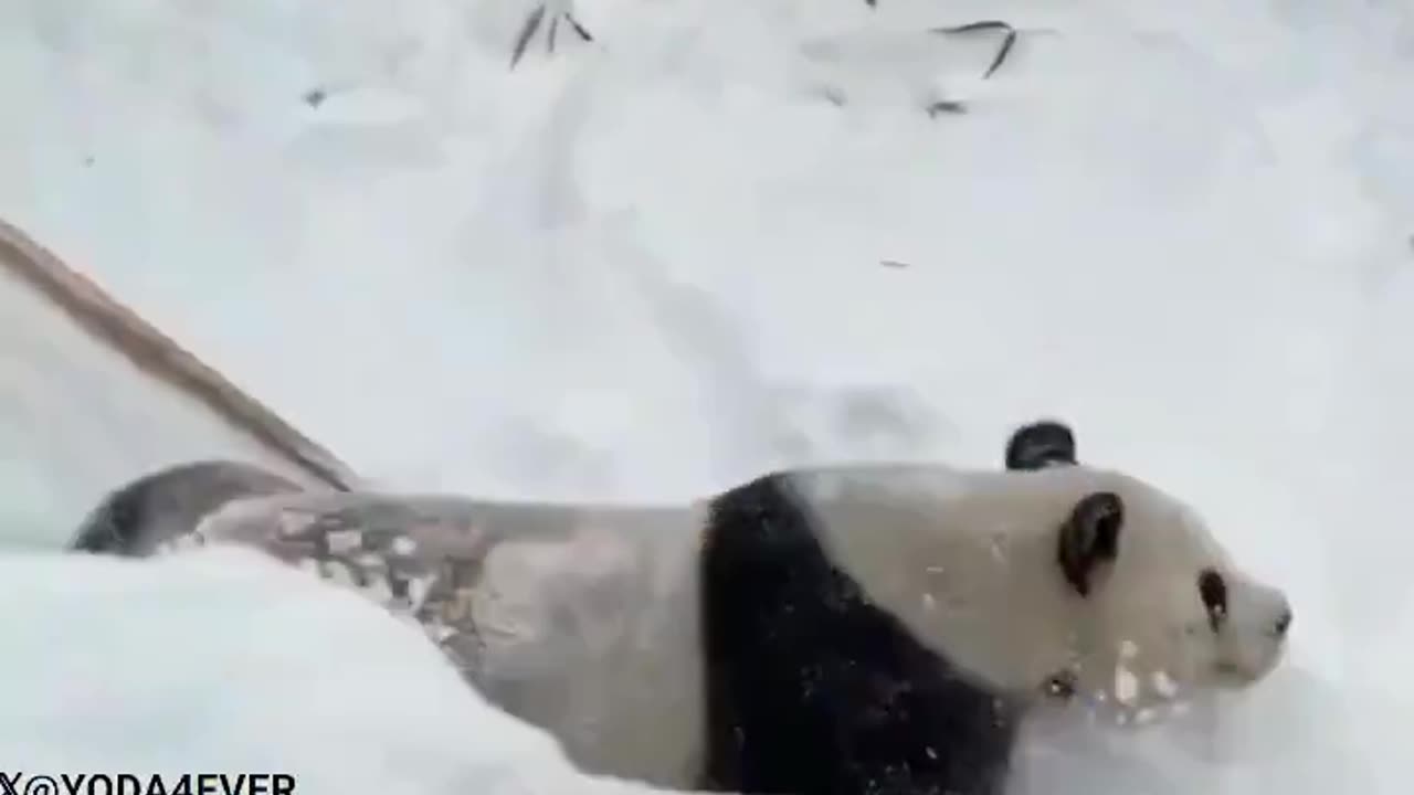 Playful Pandas