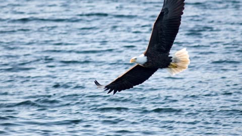Free As A Bird