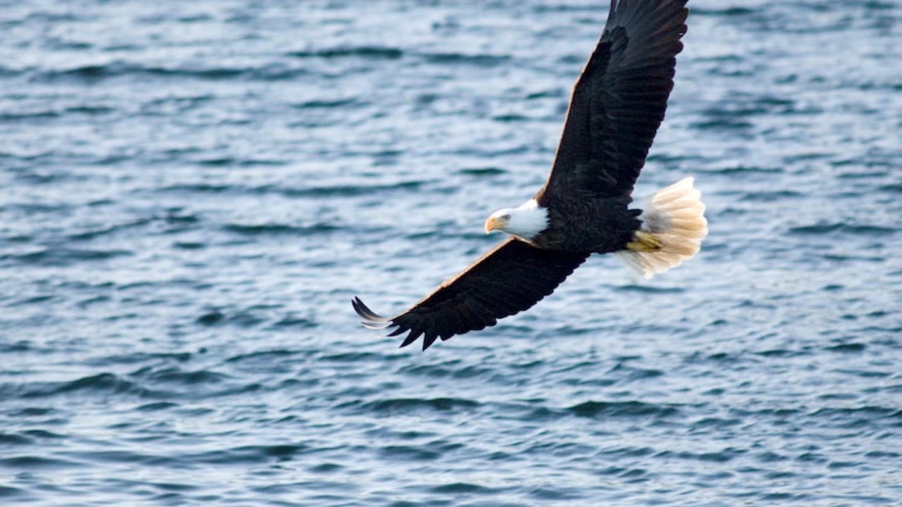 Free As A Bird