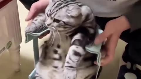 😍😍😘🔥 😍💦 FUNNY Animals and pet's💕😘 😘🔥 💕😘 😍💦 💦