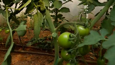 How to prune tomato leaves?