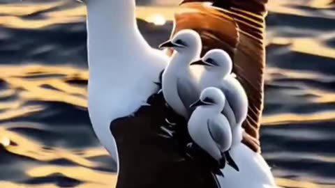 Jazakallah Subahanallah ♥️✨🕊️