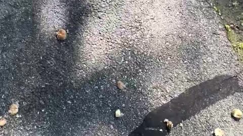 Exploding Acorn Addiction!