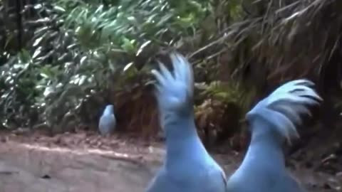 This is a kagu one of the rarest birds in the world