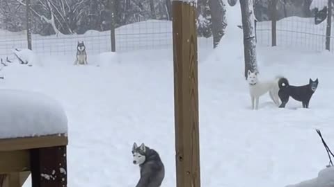 snow dogs
