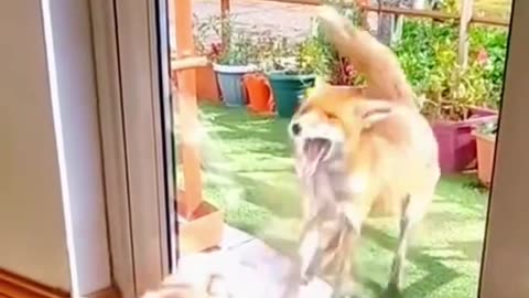 Video cute cats animals 1