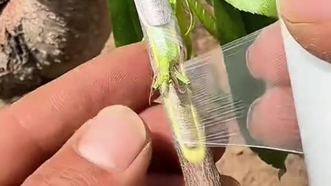 How to Breeding